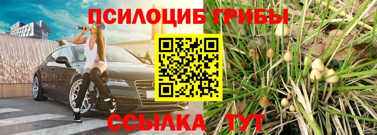 Галлюциногенные грибы Psilocybe Бахчисарай